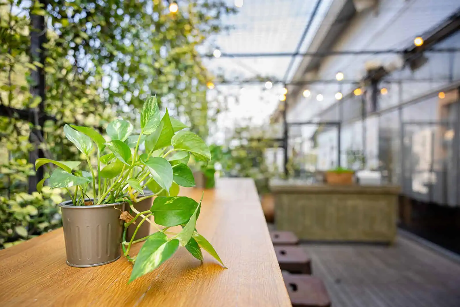 המרפסת שלנו ירוקה ופורחת ומהווה חלק בלתי נפרד מהחלל ולעיתים אף הופכת למוקד הארוע, במיוחד כשנעים בחוץ.